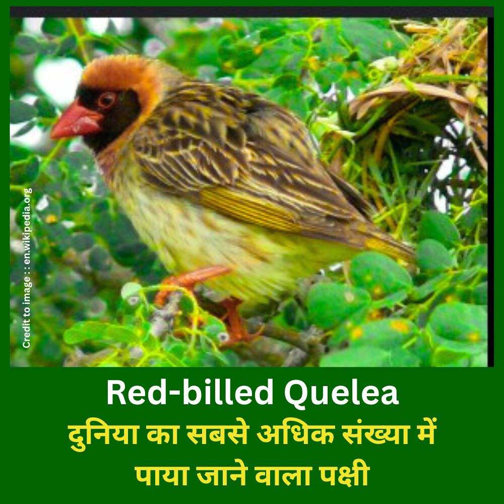 Red-billed Quelea -Prakriti Darshan Nature and Environment Magazine