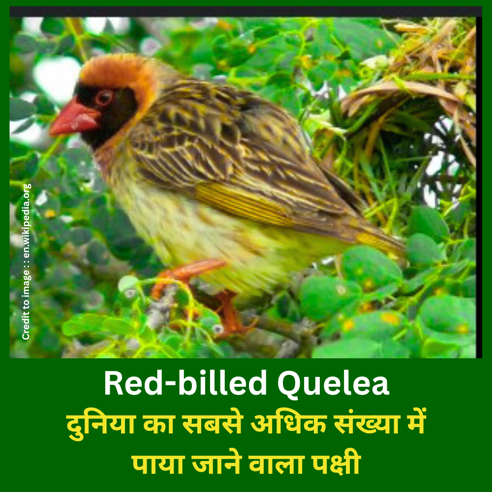 Red-billed Quelea -Prakriti Darshan Nature and Environment Magazine