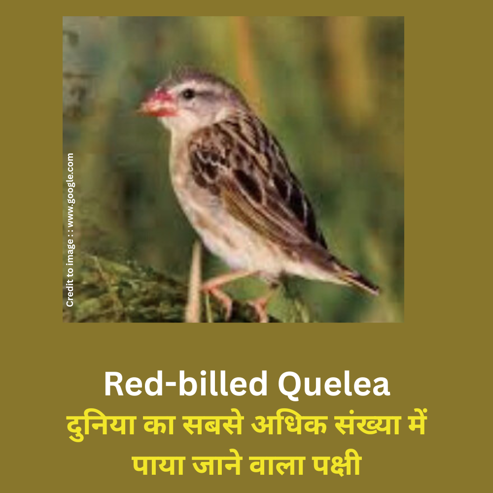 Red-billed Quelea -Prakriti Darshan Nature and Environment Magazine