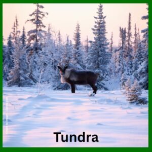 Tundra geographical conditions - Prakriti Darshan Nature and Environment Magazine