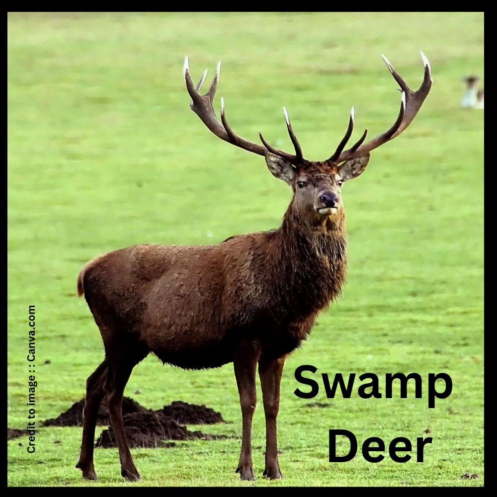 deer- Prakriti Darshan Nature and Environment Magazine