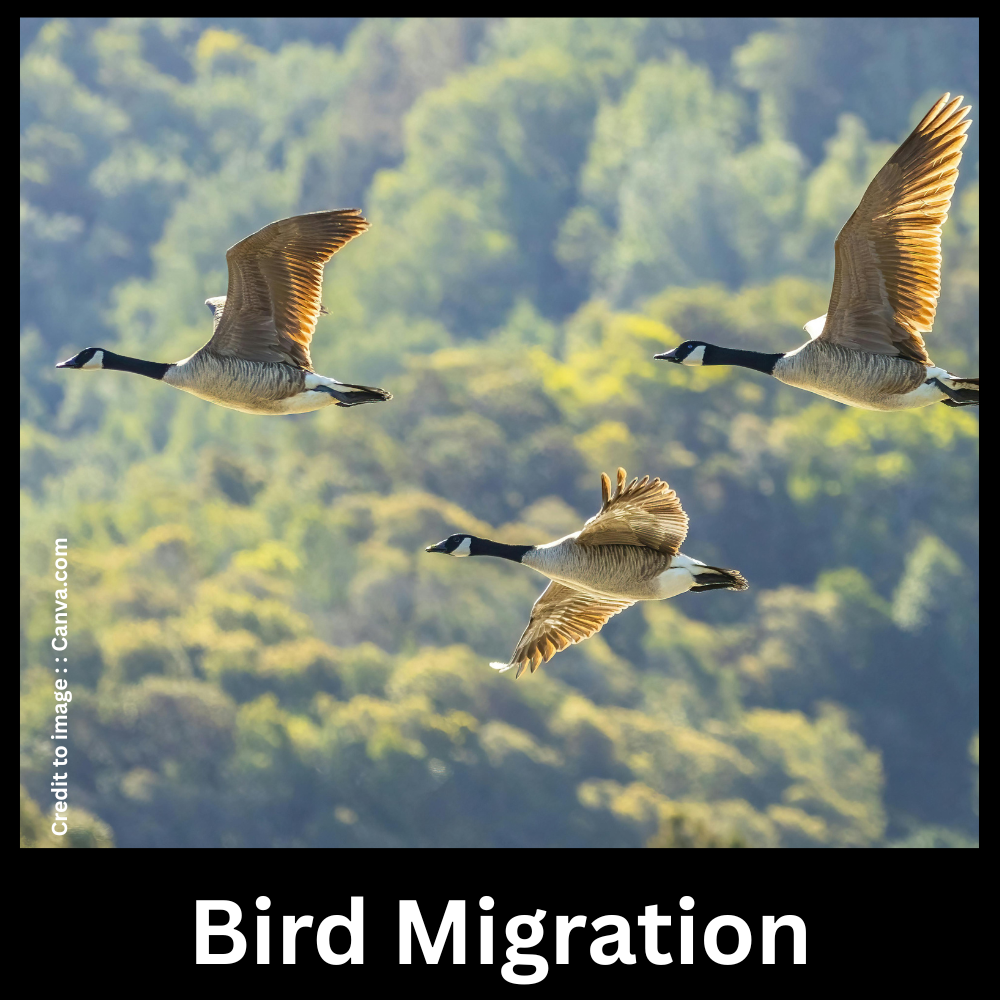  Bird Migration- Prakriti Darshan Nature and Environment Magazine 