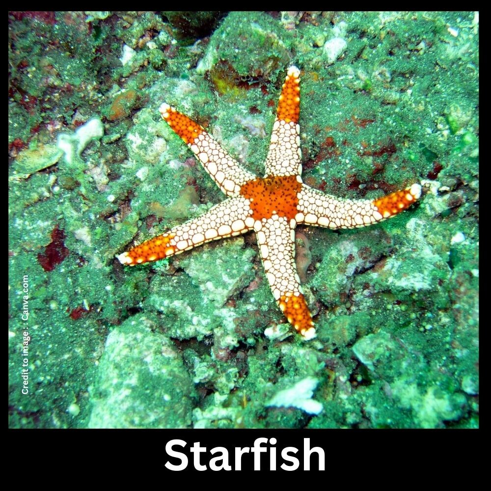 Starfish - Prakriti Darshan Nature and Environment Magazine 