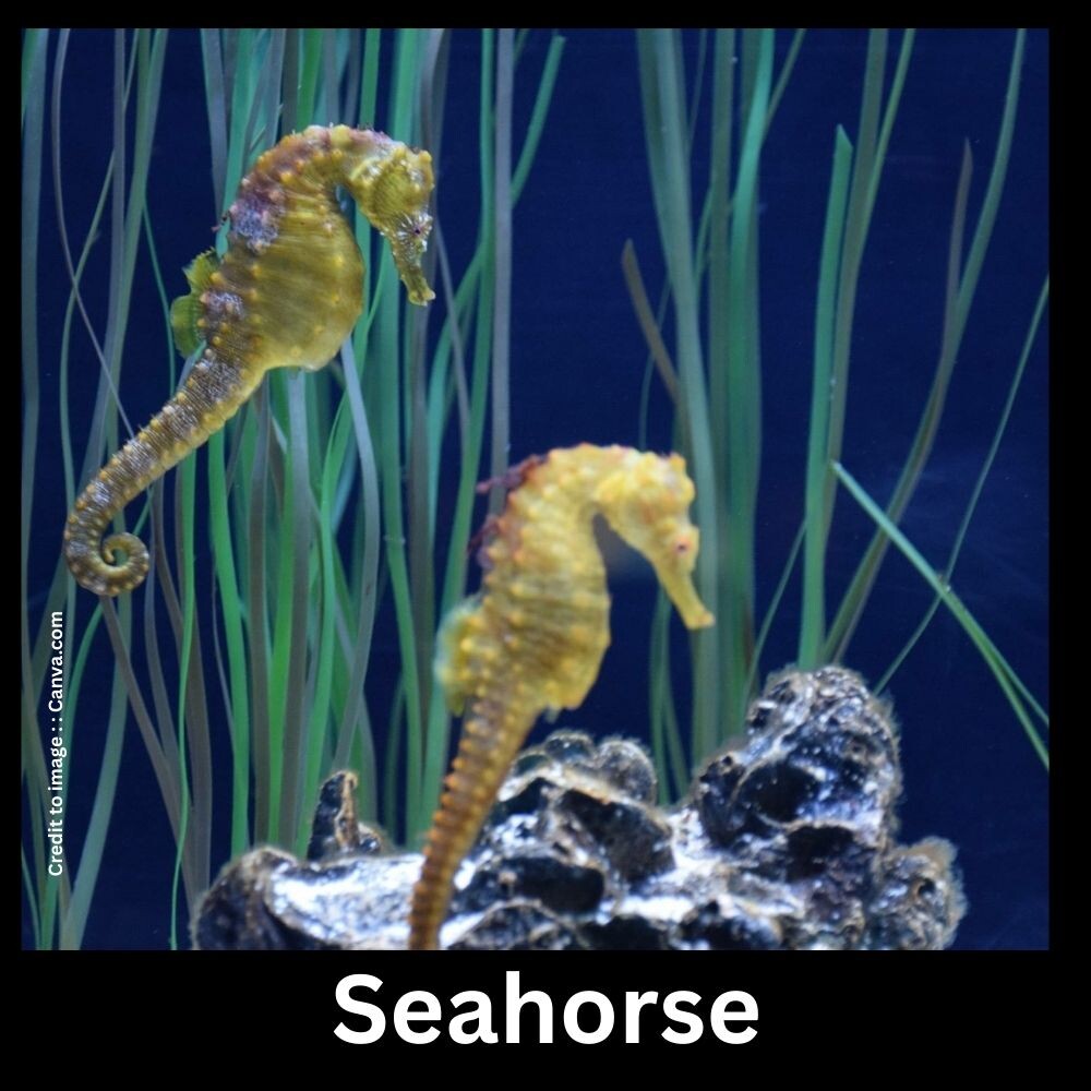 Seahorse - Prakriti Darshan Nature and Environment Magazine 