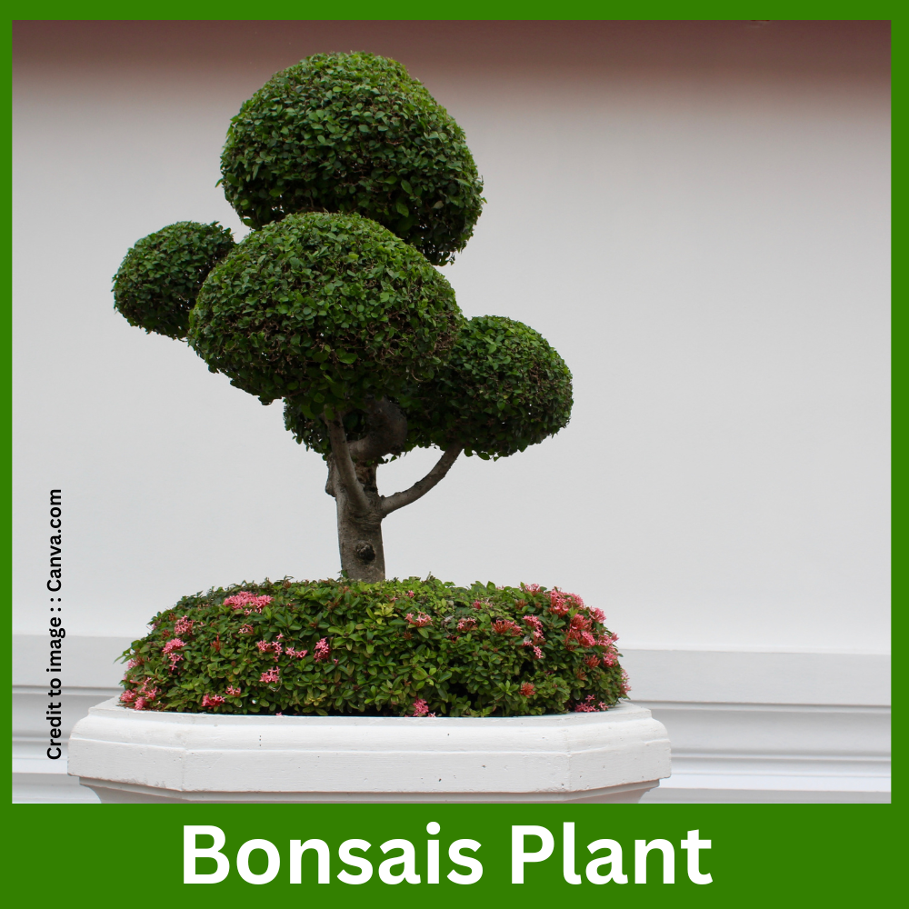 Bonsais Plant - Prakriti Darshan Nature and Environment Magazine 