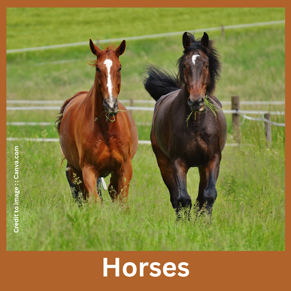 Horses - Prakriti Darshan Nature and Environment Magazine 