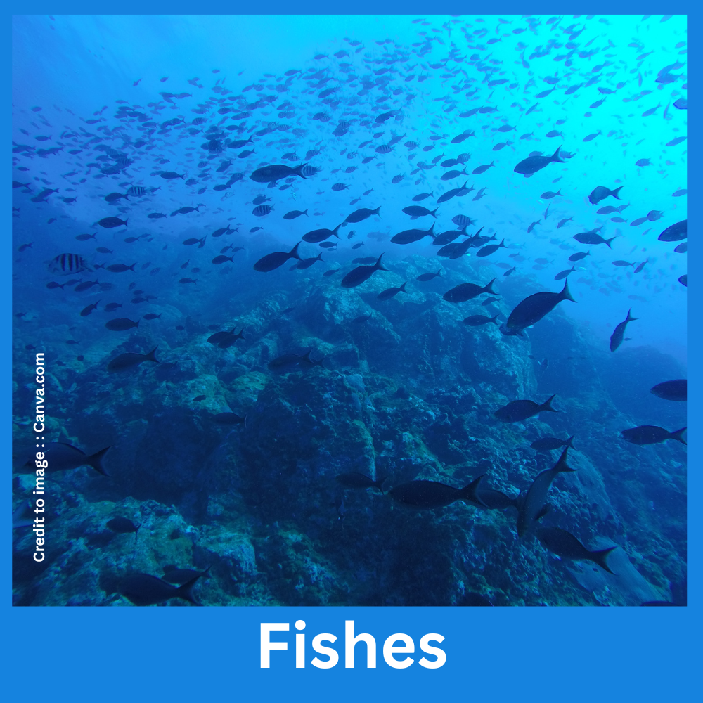 Fishes - Prakriti Darshan Nature and Environment Magazine 