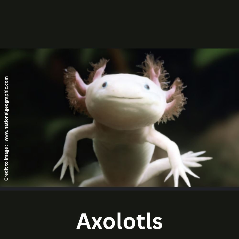 Axolotls - Prakriti Darshan Nature and Environment Magazine