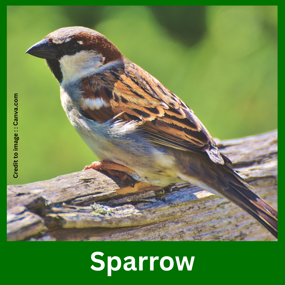 Sparrow- Prakriti Darshan Nature and Environment Magazine