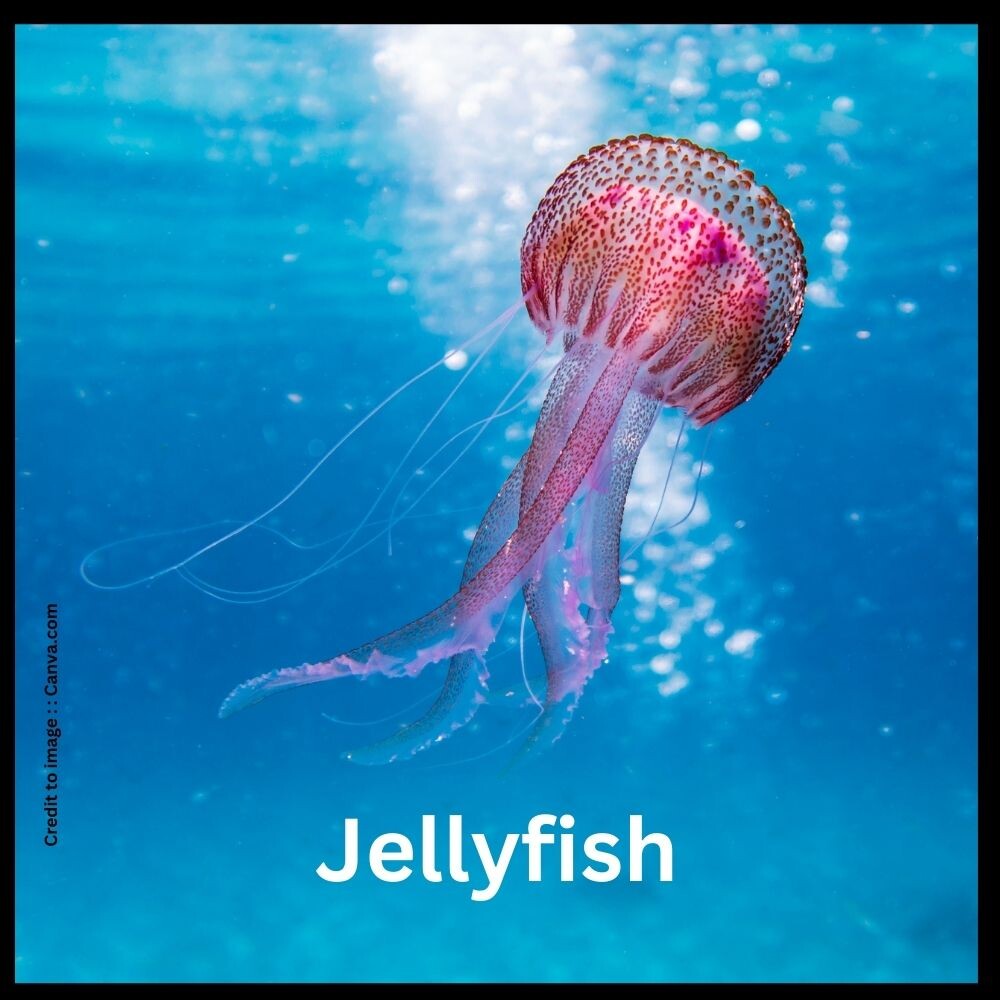 Jellyfish - Prakriti Darshan Nature and Environment Magazine
