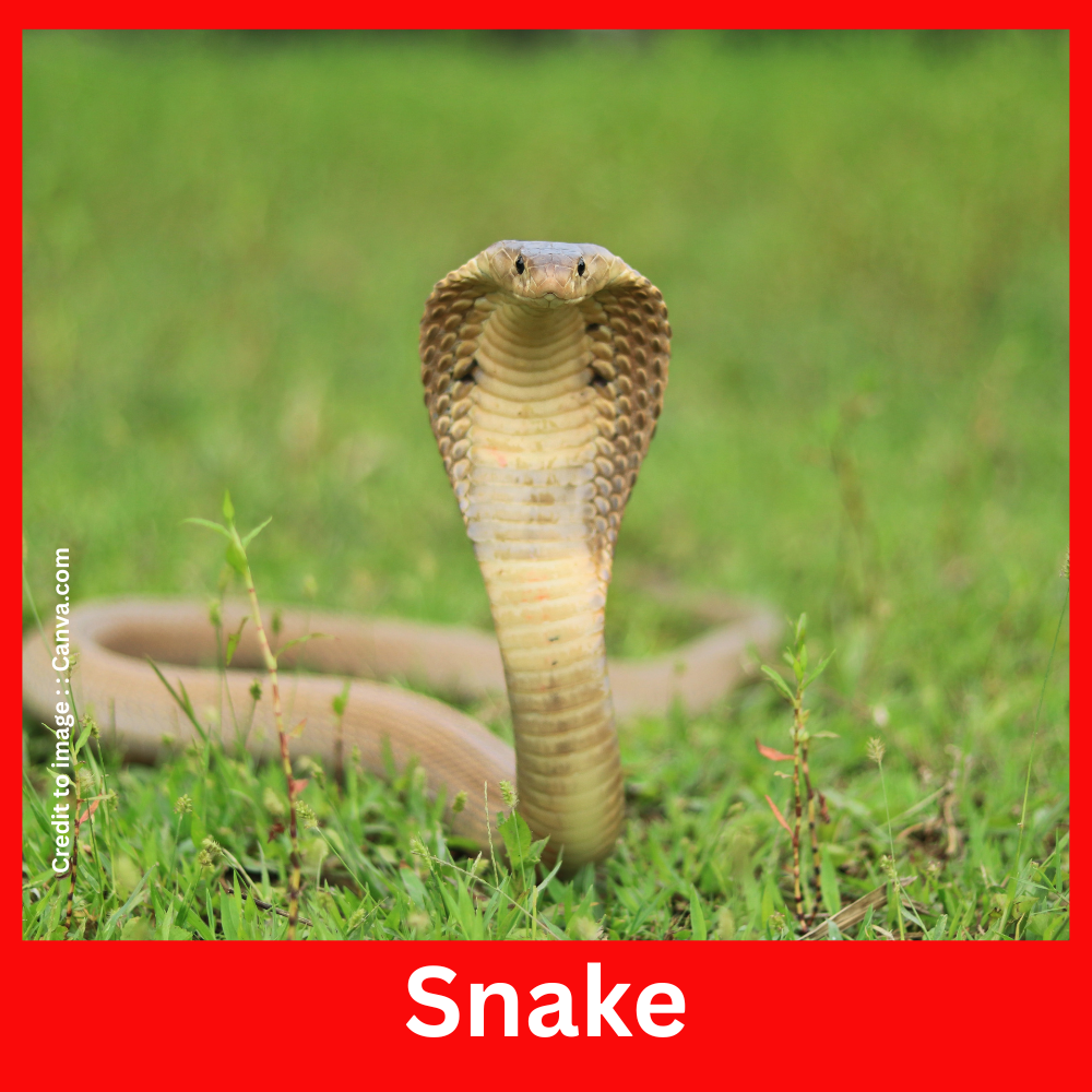 Snake - Prakriti Darshan Nature and Environment Magazine