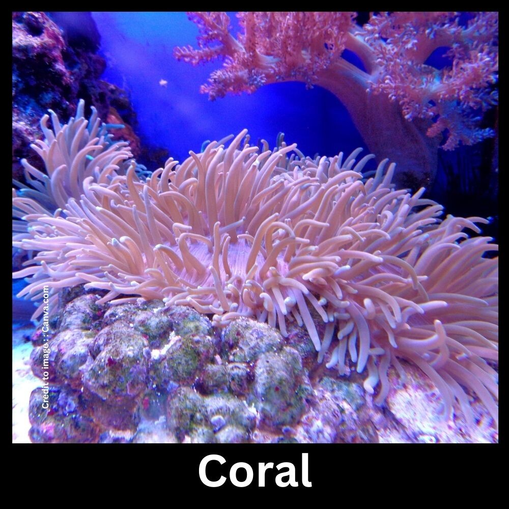 Coral - Prakriti Darshan Nature and Environment Magazine 
