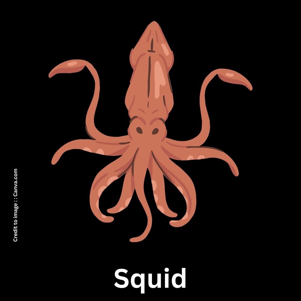 Squid - Prakriti Darshan Nature and Environment Magazine 