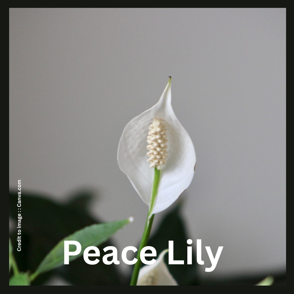 Peace Lily- Prakriti Darshan Nature and Environment Magazine 