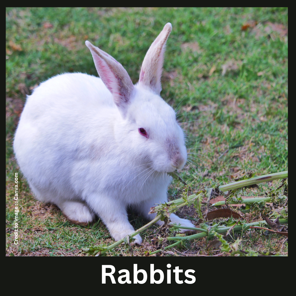 Rabbits - Prakriti Darshan Nature and Environment Magazine 