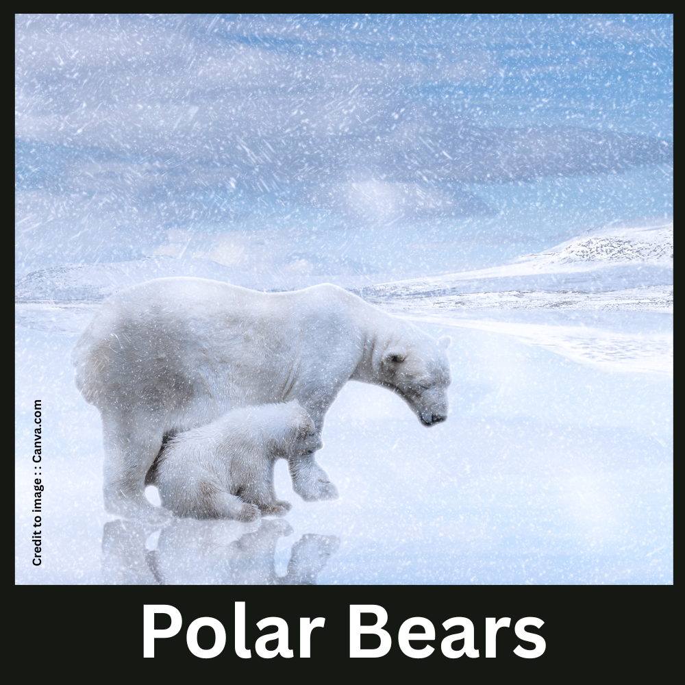 Polar Bears - Prakriti Darshan Nature and Environment Magazine 