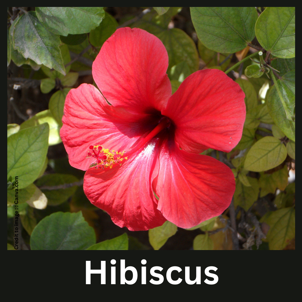 Hibiscus- Prakriti Darshan Nature and Environment Magazine 