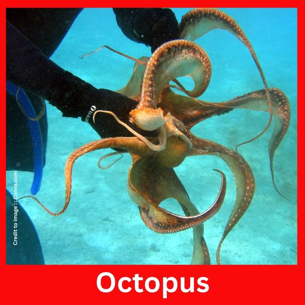 Octopus - Prakriti Darshan Nature and Environment Magazine 