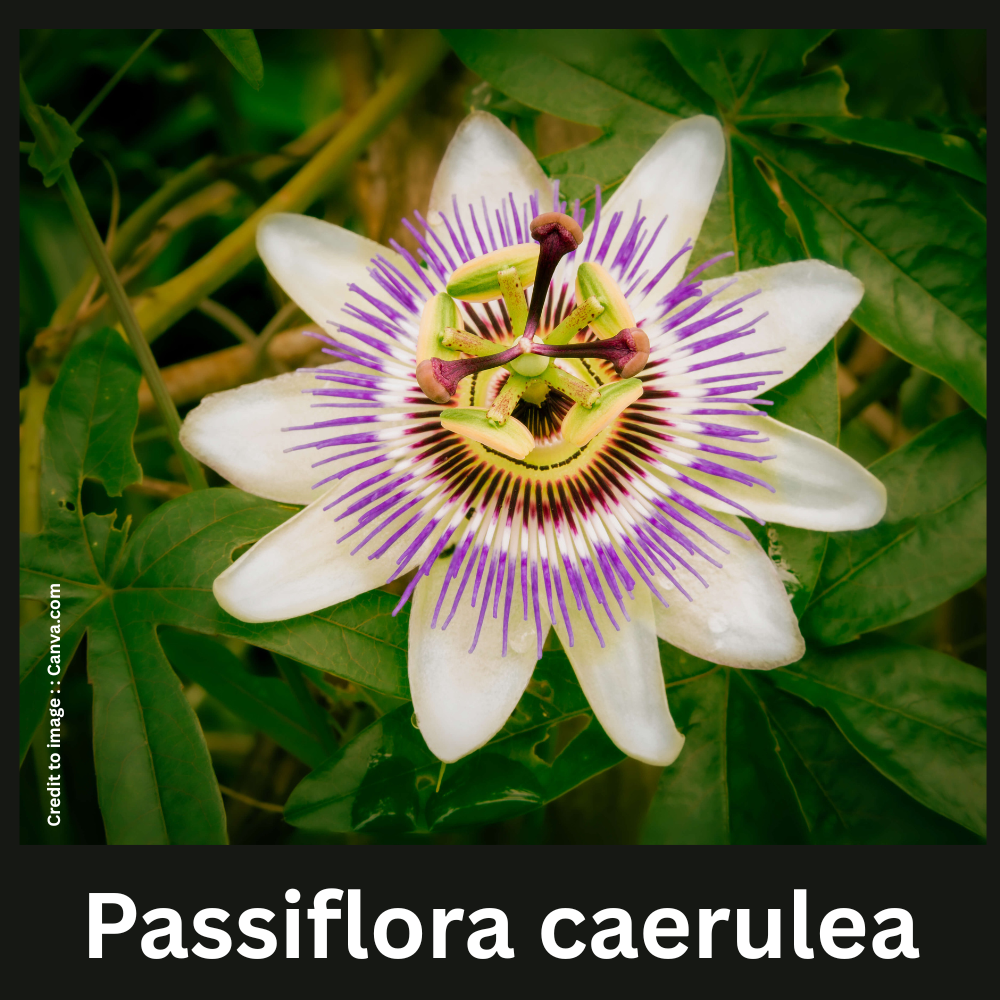 Passiflora caerulea - Prakriti Darshan Nature and Environment Magazine 