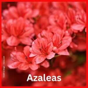 Azaleas - Prakriti Darshan Nature and Environment Magazine