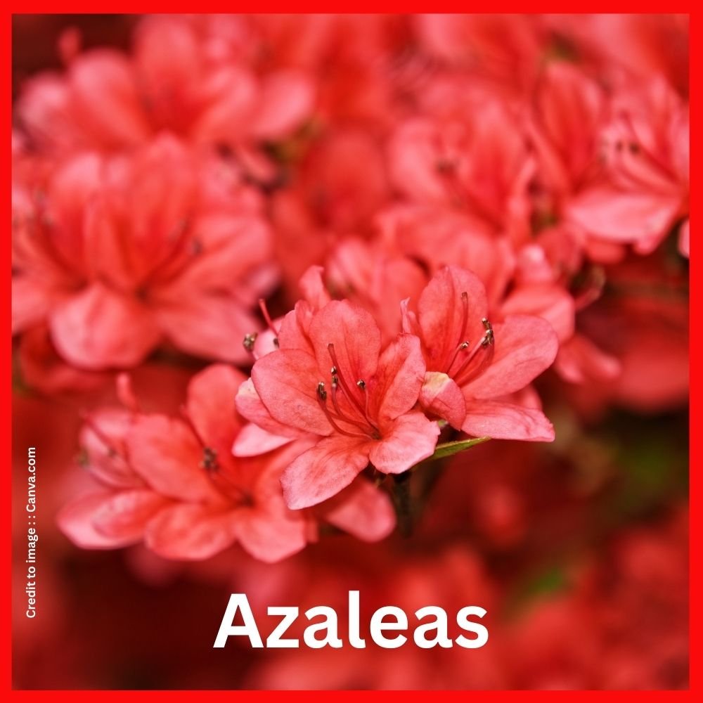 Azaleas - Prakriti Darshan Nature and Environment Magazine