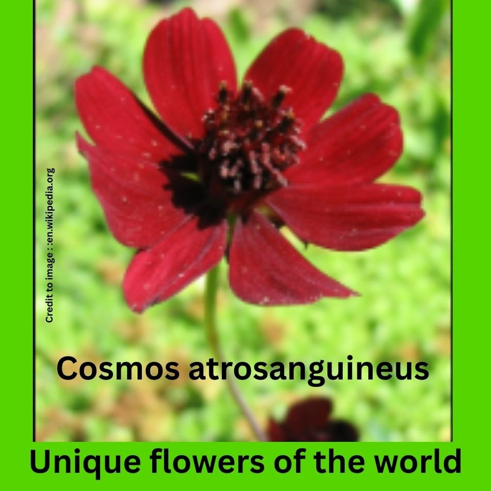Unique flowers of the world - Prakriti Darshan Nature and Environment Magazine 