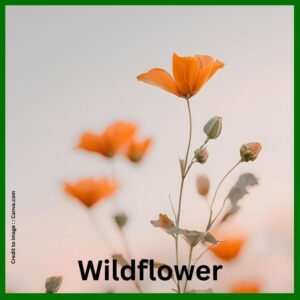 Wildflower habitat and biodiversity - Prakriti Darshan Nature and Environment Magazine