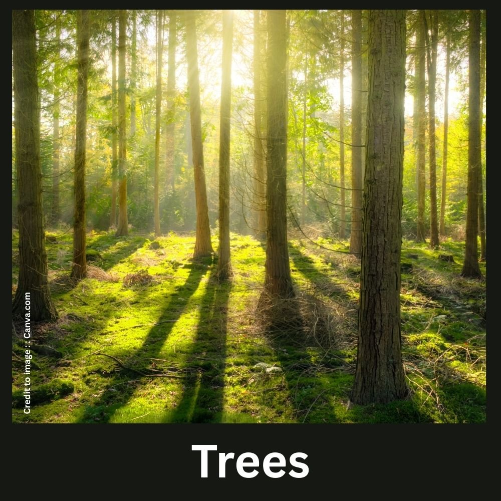 trees - Prakriti Darshan Nature and Environment Magazine 