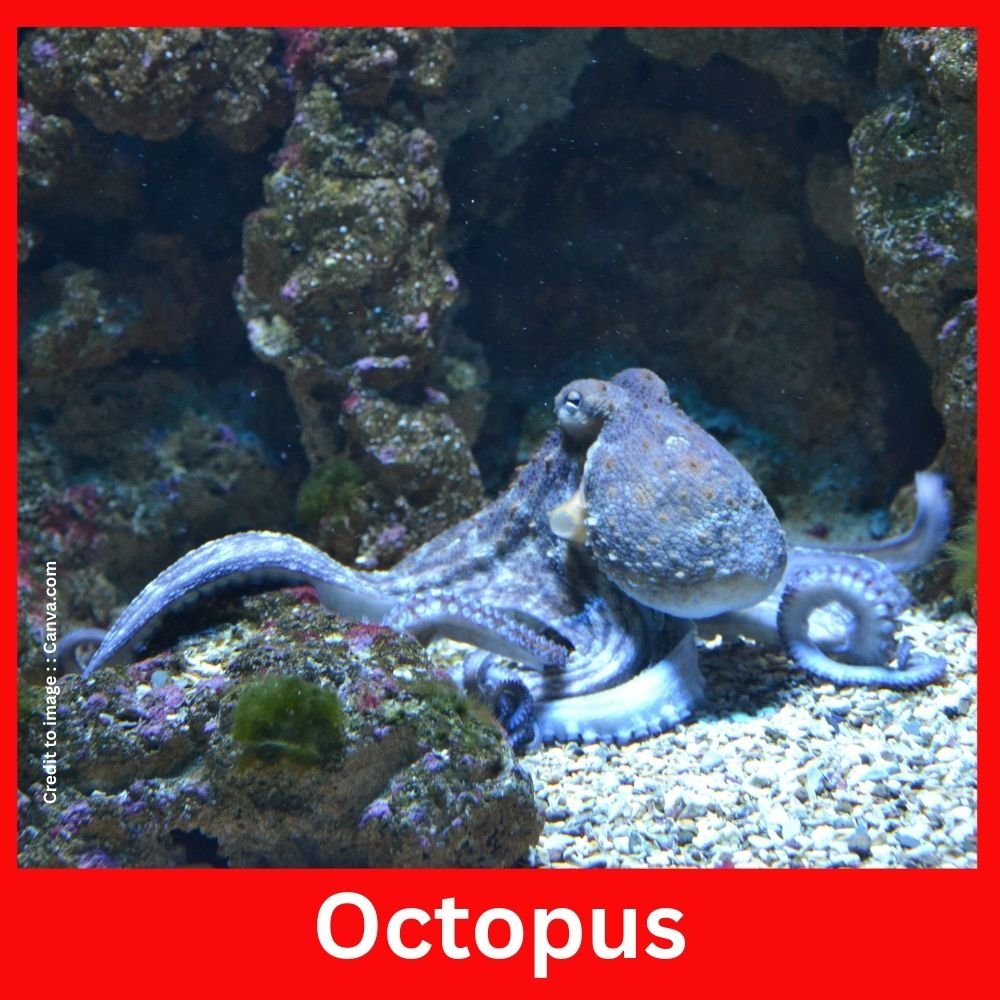 Octopus - Prakriti Darshan Nature and Environment Magazine 