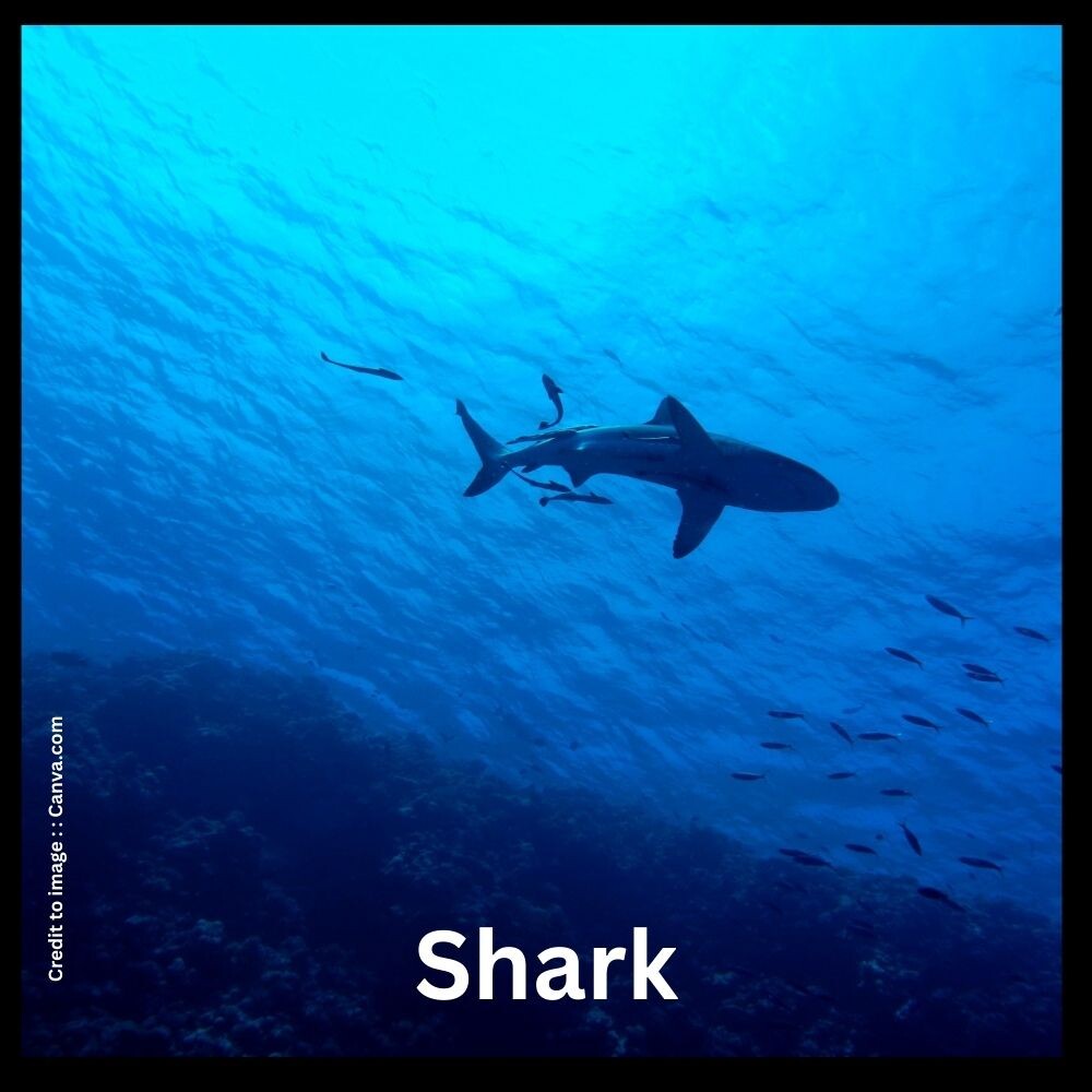 Shark - Prakriti Darshan Nature and Environment Magazine