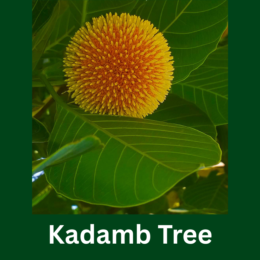 Kadamb Tree (Kadamba Tree)