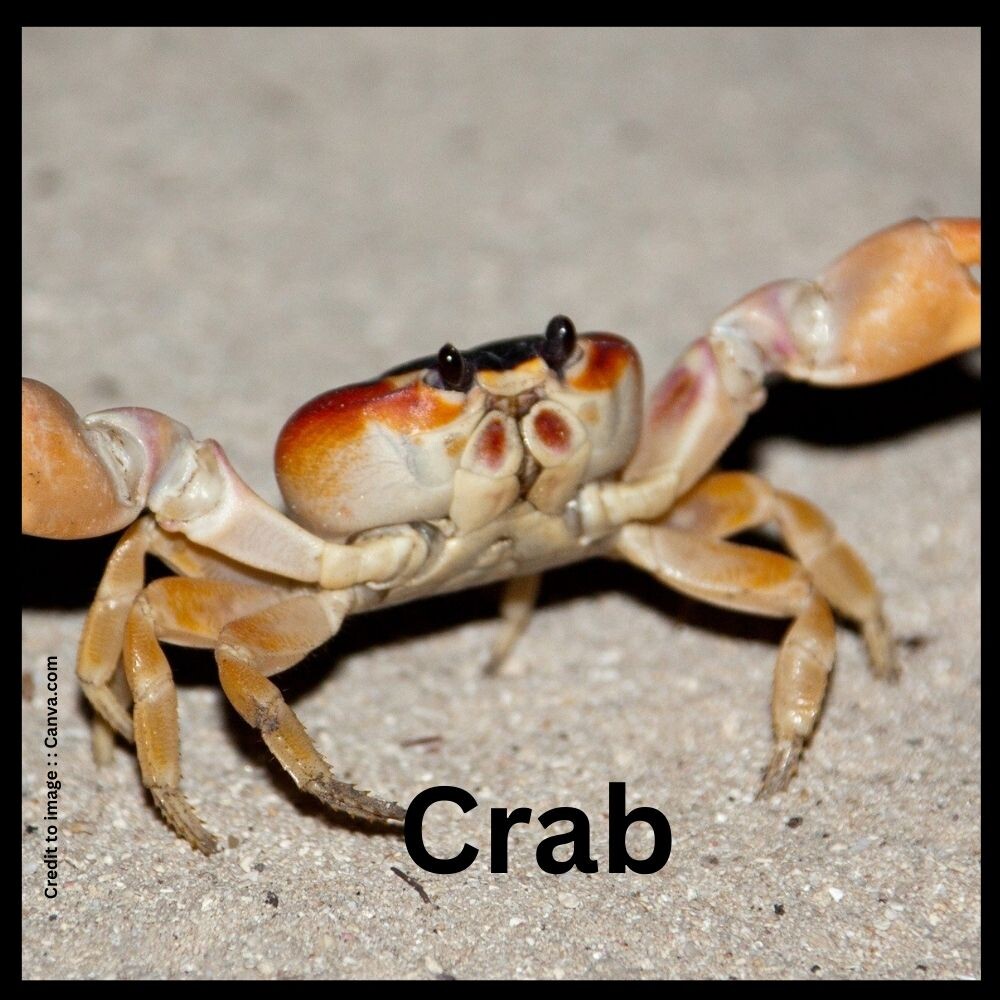 Crab - Prakriti Darshan Nature and Environment Magazine