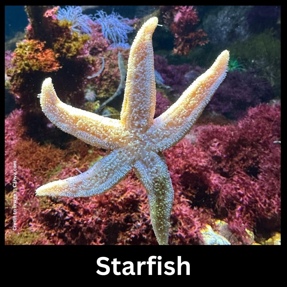 Starfish - Prakriti Darshan Nature and Environment Magazine 