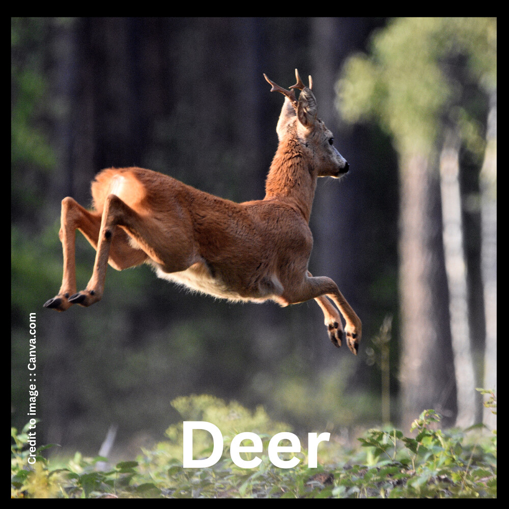 deer- Prakriti Darshan Nature and Environment Magazine