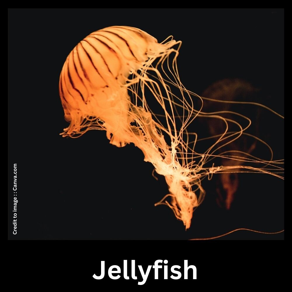Jellyfish - Prakriti Darshan Nature and Environment Magazine