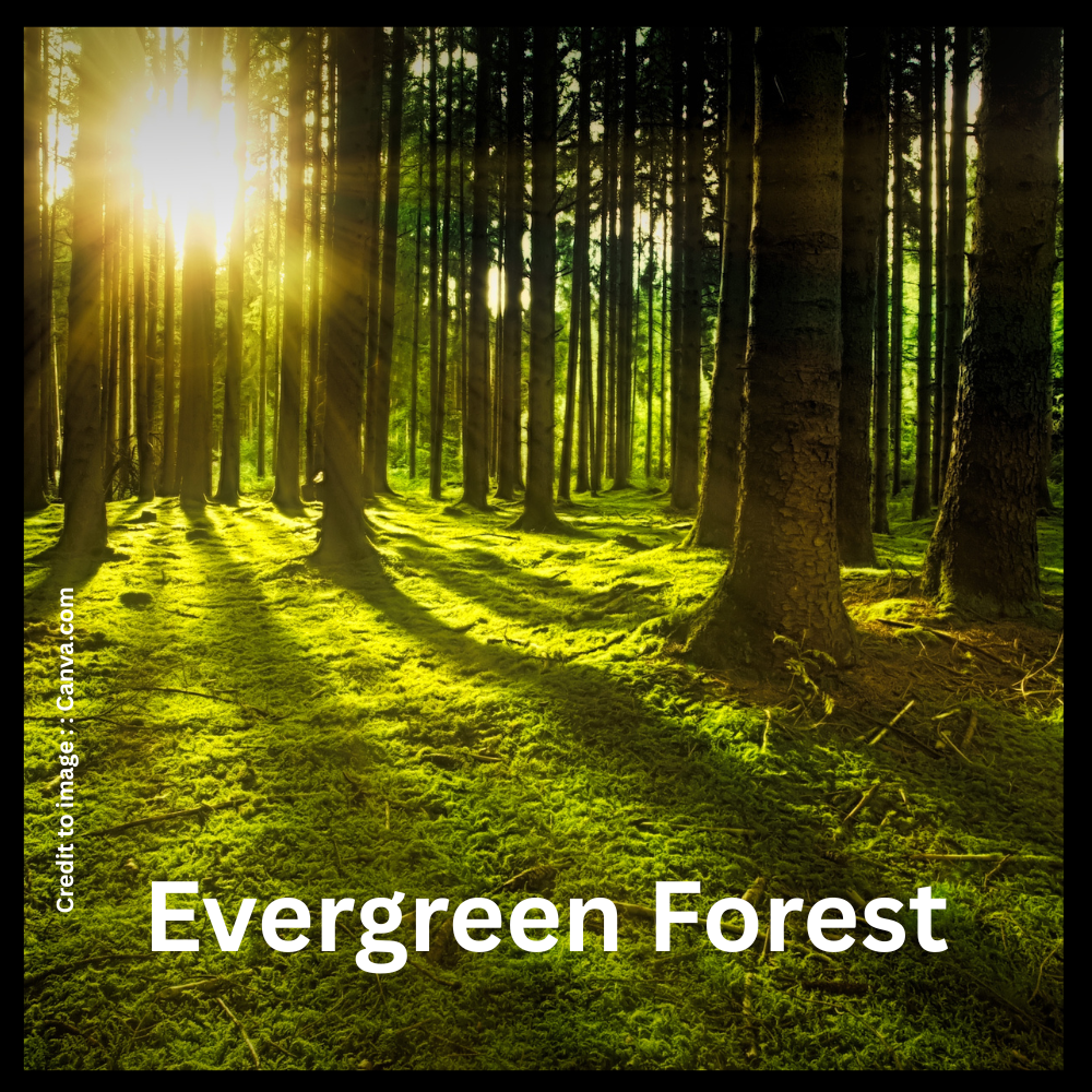  Evergreen Forest- Prakriti Darshan Nature and Environment Magazine 
