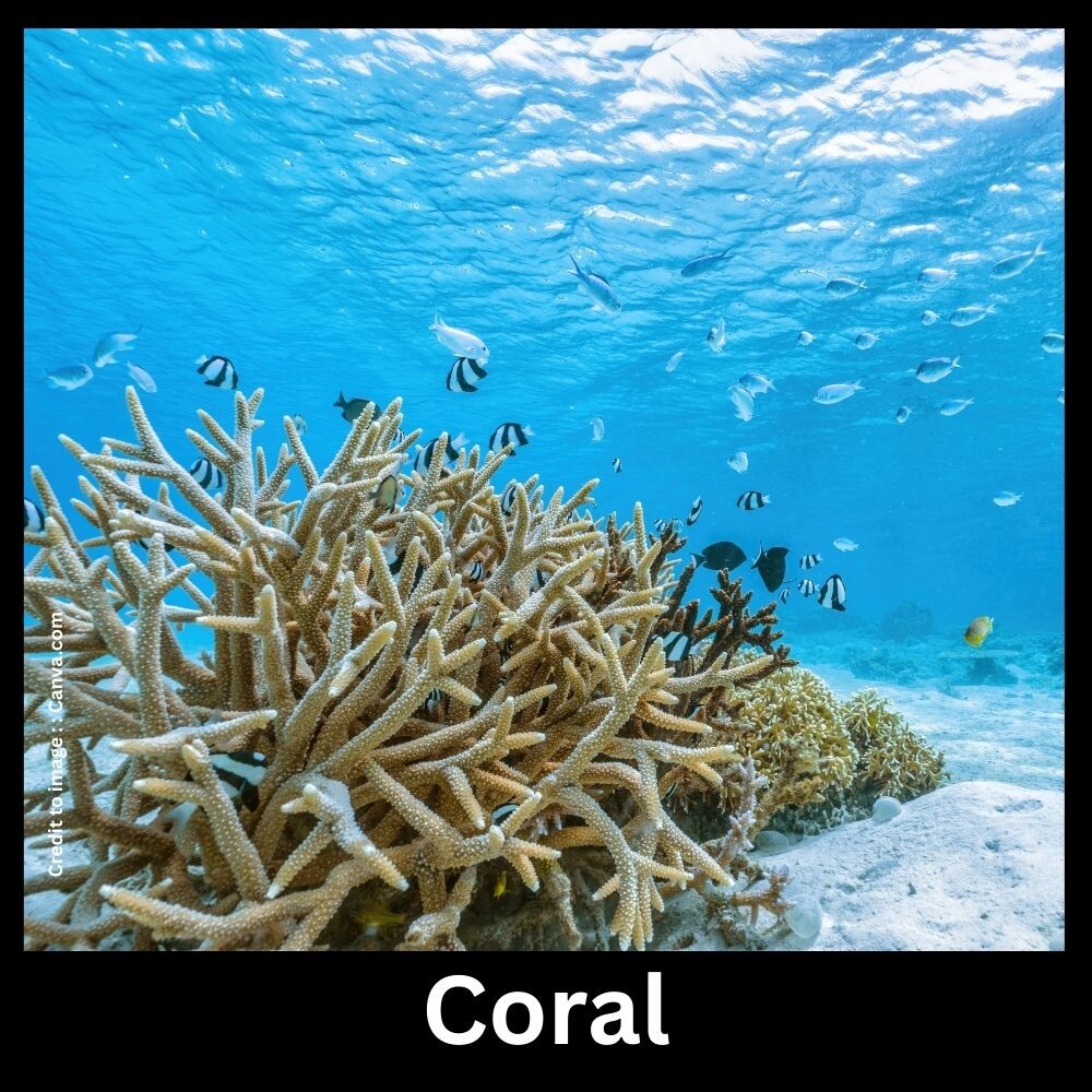 Coral - Prakriti Darshan Nature and Environment Magazine 