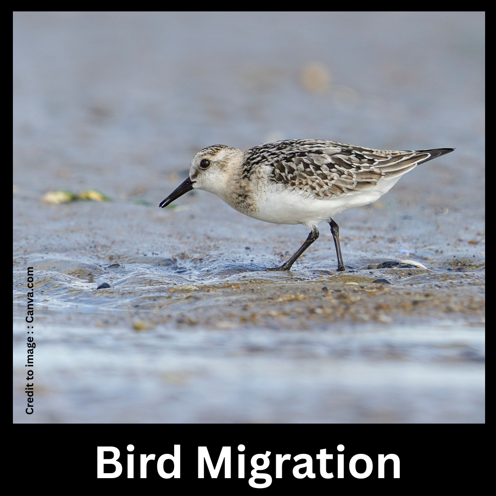  Bird Migration- Prakriti Darshan Nature and Environment Magazine 