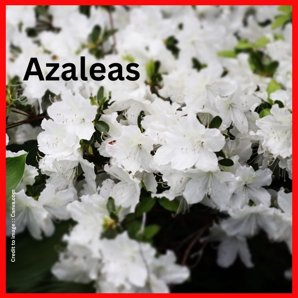 Azaleas - Prakriti Darshan Nature and Environment Magazine 