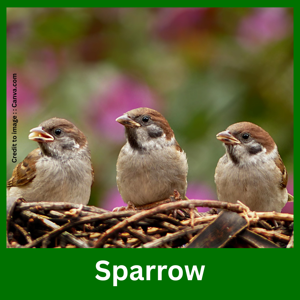 Sparrow- Prakriti Darshan Nature and Environment Magazine