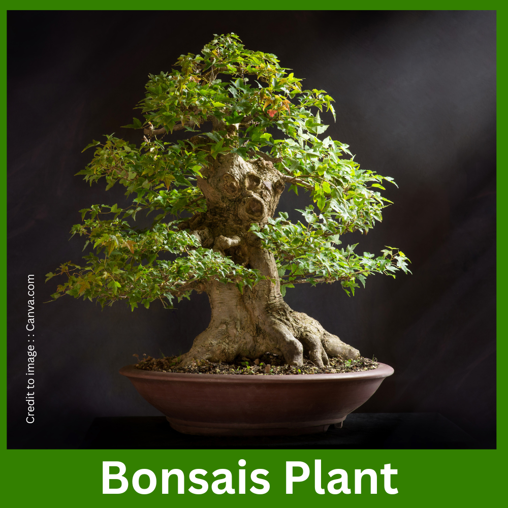 Bonsais Plant - Prakriti Darshan Nature and Environment Magazine 