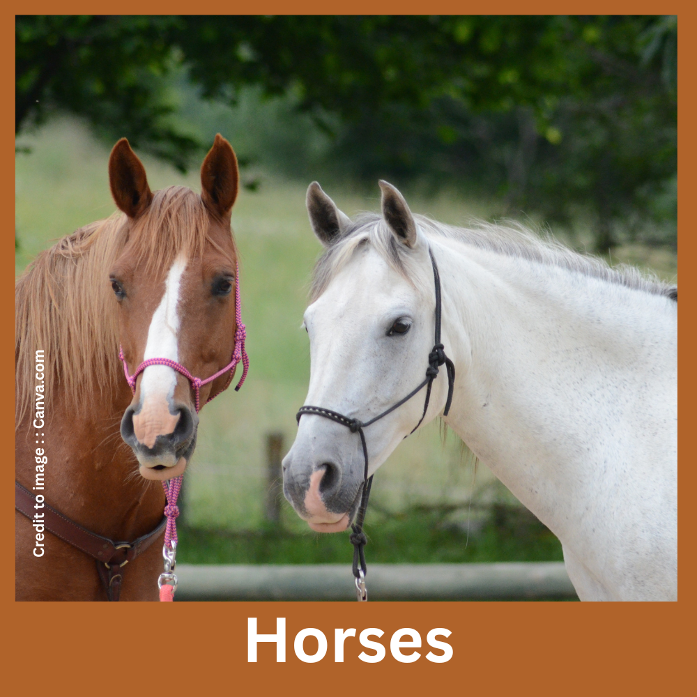 Horses - Prakriti Darshan Nature and Environment Magazine 