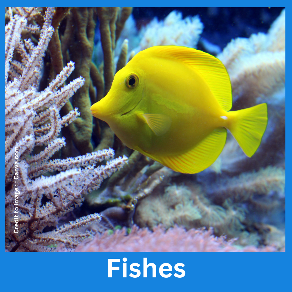Fishes - Prakriti Darshan Nature and Environment Magazine 