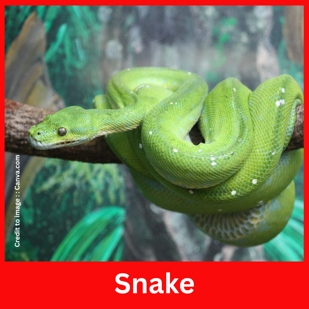 Snake - Prakriti Darshan Nature and Environment Magazine