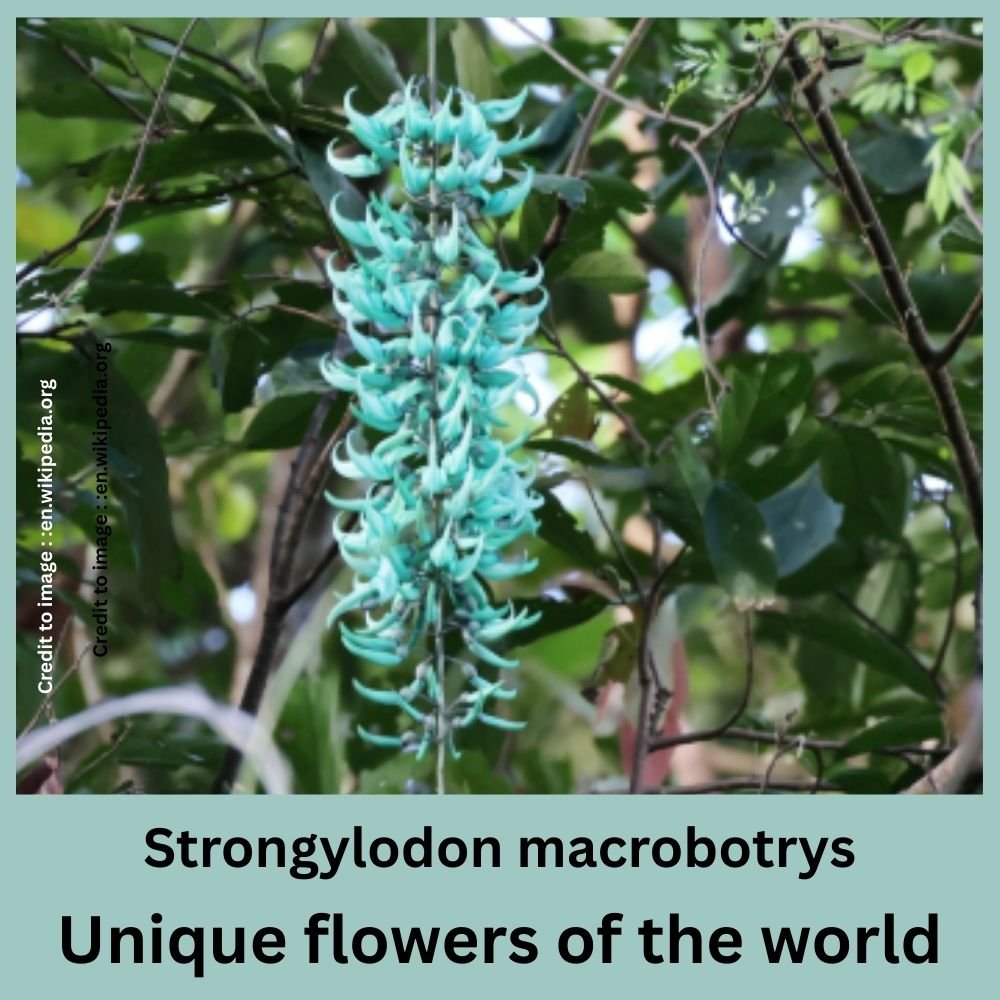Unique flowers of the world - Prakriti Darshan Nature and Environment Magazine 