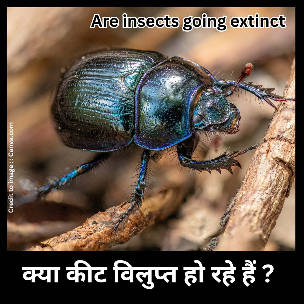 Are insects going extinct - Prakriti Darshan Nature and Environment Magazine