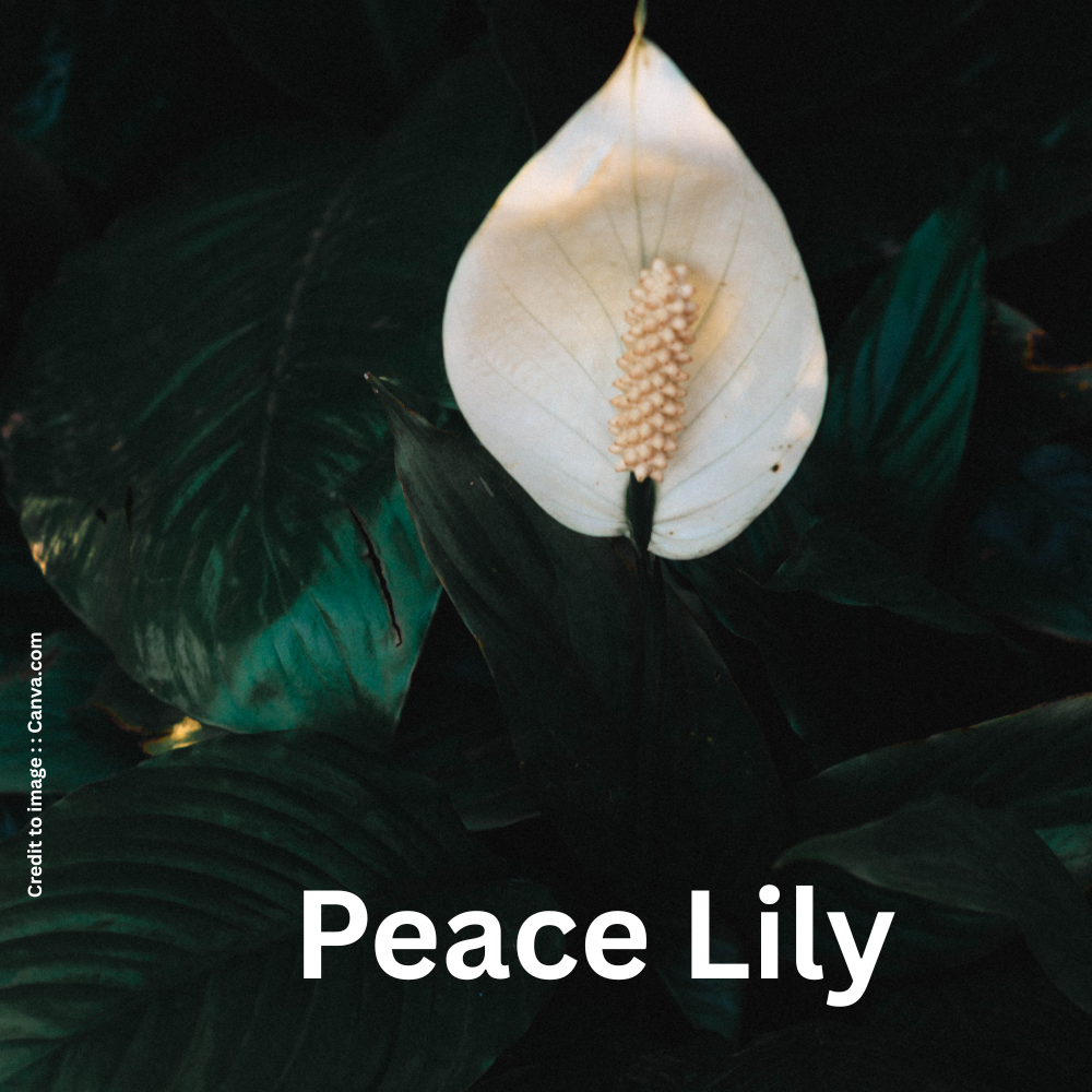 Peace Lily- Prakriti Darshan Nature and Environment Magazine 
