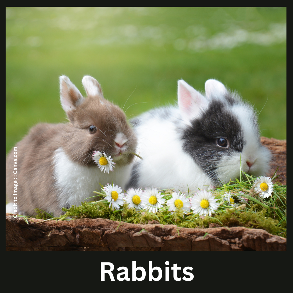 Rabbits - Prakriti Darshan Nature and Environment Magazine 