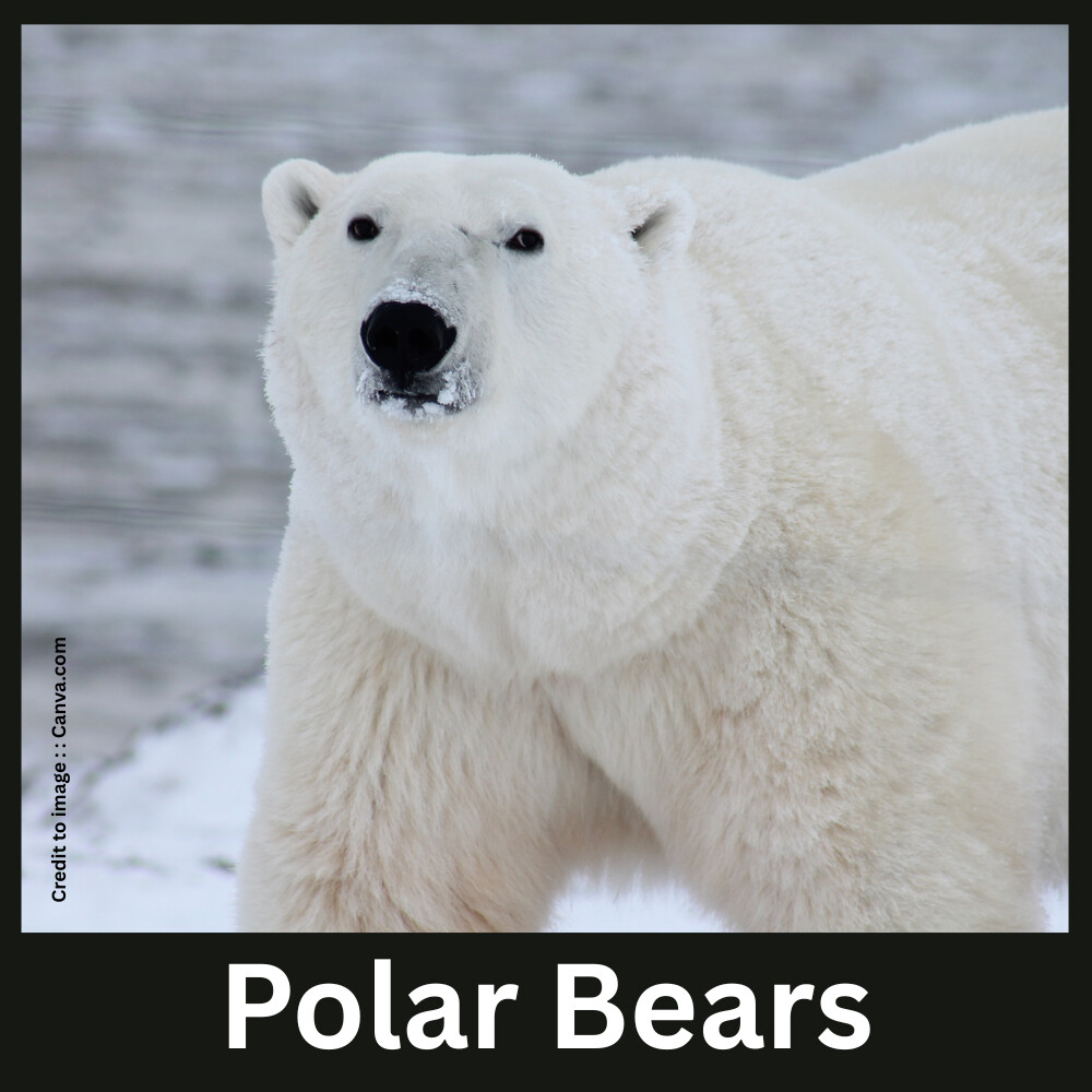 Polar Bears - Prakriti Darshan Nature and Environment Magazine