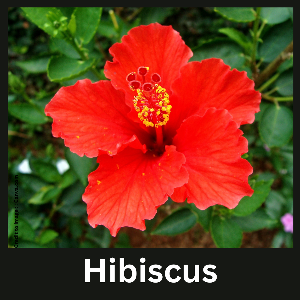 Hibiscus- Prakriti Darshan Nature and Environment Magazine 